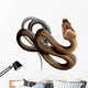 African Twig Snake Wall Decal