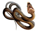 African Twig Snake Wall Decal