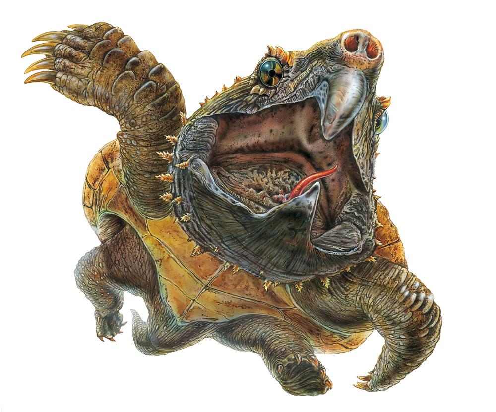 Snapping Turtle Art Alligator Snapping Turtle Color Design Painting