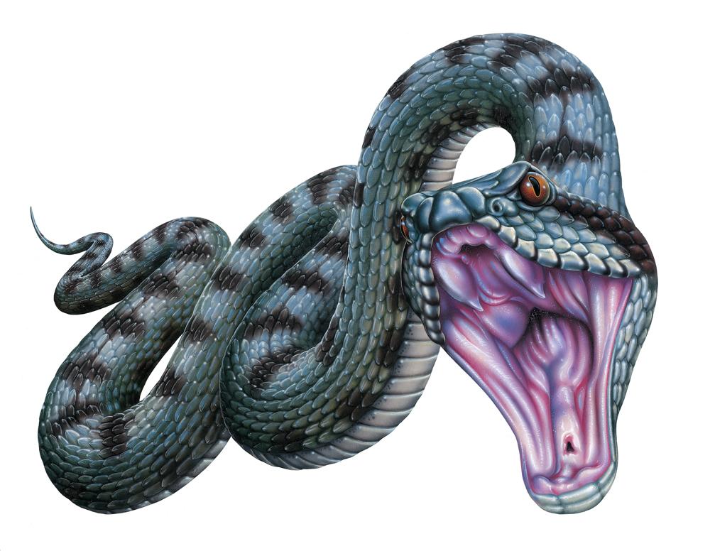 Asp Snake Head Snake Head Side View Drawing