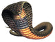 Blackneck Cobra Snake Wall Decal