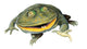 Frog Decals - Budgett's Frog Wall Decal