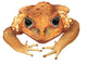 Animal Decals - Cane Toad Wall Decal