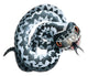 European Adder Snake Wall Decal
