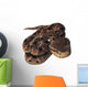 Pit Viper Snake Wall Decal