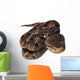 Pit Viper Snake Wall Decal