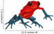 Poison-Dart Frog Wall Decal