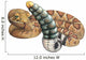 Rattlesnake Wall Decal