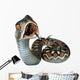 Saw-Scaled Viper Snake Wall Decal