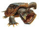 Snapping Turtle Wall Decal