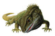 Tuatara Lizard Wall Decal