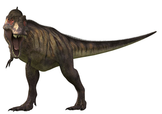 Tyrannosaurus Rex Wall Decal