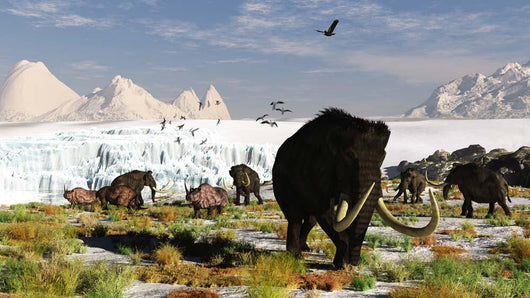 Woolly Mammoths and Woolly Wall Decal