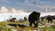 Woolly Mammoths and Woolly Wall Decal