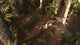 Dimorphodon Pterosaur Chasing Insect Wall Decal