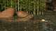 Ceratodus Lungfish from Early Wall Decal