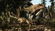 Large Carcharodontosaurus Attacks Kaprosuchus Wall Decal