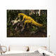 Herrerasaurus Early Dinosaur Attacks Wall Decal
