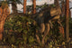 Megalosaurus Dinosaur Stalks Forest Wall Decal