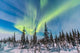 Aurora Borealis over Trees Wall Decal