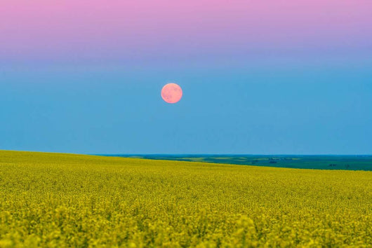 Supermoon Rising above Canola Wall Decal
