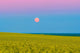 Supermoon Rising above Canola Wall Decal