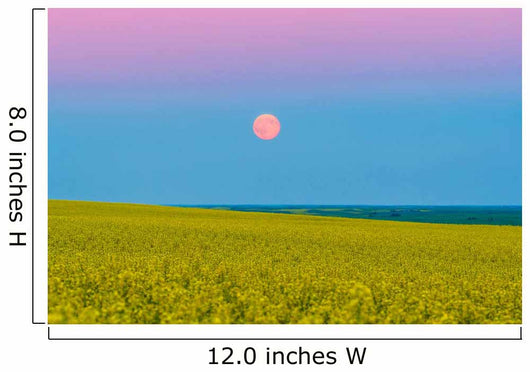 Supermoon Rising above Canola Wall Decal