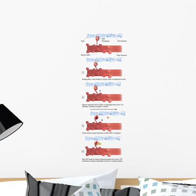 Illustration Muscle Contraction with Wall Decal shown on a wall