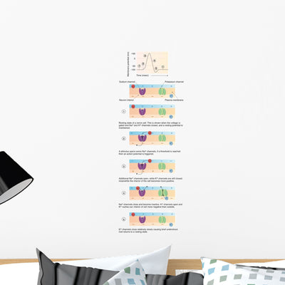 Illustration Action Potential Nerve Wall Decal shown on a wall