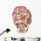 Anterior Neck and Facial Wall Decal Design 2