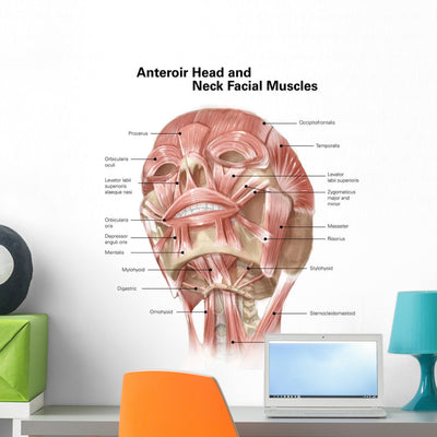 Anterior Neck and Facial Wall Decal Design 1 shown on a wall