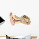 External Auditory Canal Human Wall Decal Design 2