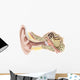 External Auditory Canal Human Wall Decal Design 2