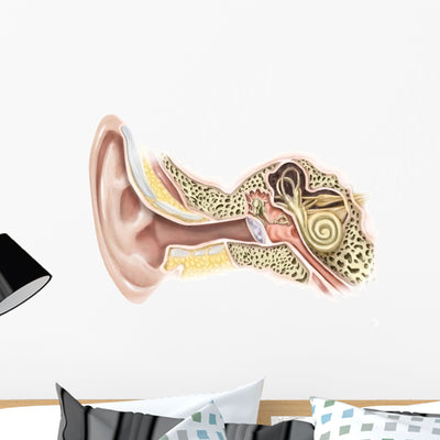 External Auditory Canal Human Wall Decal Design 2 shown on a wall