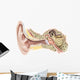 External Auditory Canal Human Wall Decal Design 2