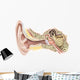 External Auditory Canal Human Wall Decal Design 2