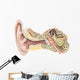 External Auditory Canal Human Wall Decal Design 2