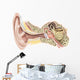 External Auditory Canal Human Wall Decal Design 2