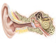 External Auditory Canal Human Wall Decal Design 2