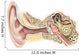 External Auditory Canal Human Wall Decal Design 2