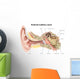External Auditory Canal Human Wall Decal Design 1