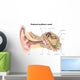 External Auditory Canal Human Wall Decal Design 1
