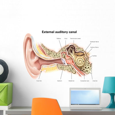 External Auditory Canal Human Wall Decal Design 1 shown on a wall
