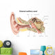 External Auditory Canal Human Wall Decal Design 1