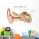 External Auditory Canal Human Wall Decal Design 1