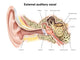 External Auditory Canal Human Wall Decal Design 1
