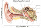 External Auditory Canal Human Wall Decal Design 1