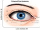 External Anatomy Human Eye Wall Decal Design 1