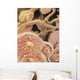 Artist Depiction Glomerulus Capillaries Wall Decal