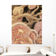 Artist Depiction Glomerulus Capillaries Wall Decal